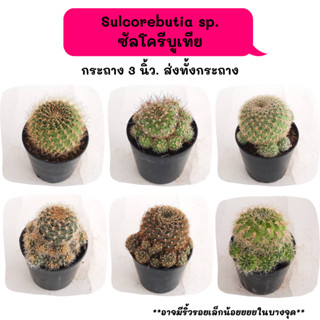 Sulcorebutia sp. ซัลโครีบูเทีย cactus กระบองเพชร แคคตัส กุหลาบหิน พืชอวบน้ำ