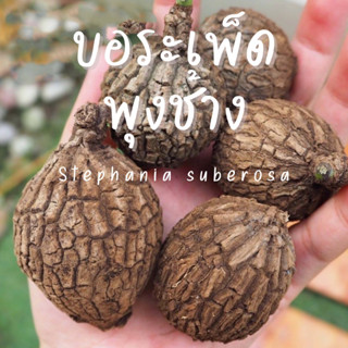 บอระเพ็ดพุงช้าง  stephania suberosa ไม้โขดหายาก ต้นไม้มงคลราคาถูก ขนาดเล็ก-กลาง แพ็คแบบเปลือยราก