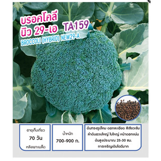 เมล็ดพันธุ์ บรอคโคลี บร็อคโคลี่ บรอกโคลี นิว 29 - เอ - Broccoli New -29-A ตราดอกแตง เมล็ดพันธุ์คุณภาพ "เพื่อนเกษตรกร"