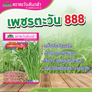 เมล็ดพันธุ์ผักบุ้ง เพชรตะวัน 888 (ตะวันต้นกล้า) ขนาด 1 กก.