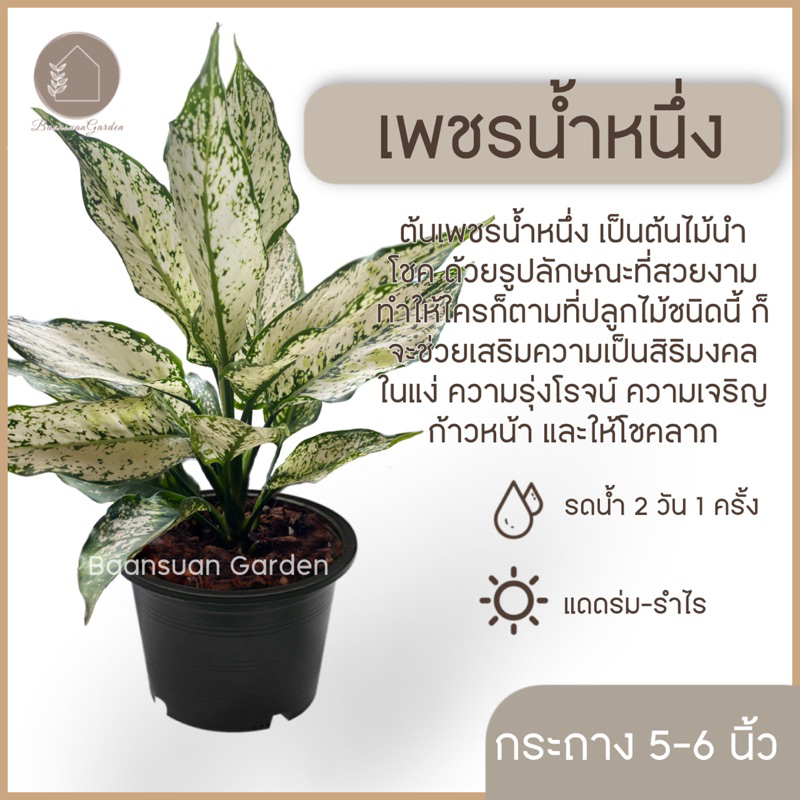 ต้นเพชรน้ำหนึ่ง ไม้ประดับ ไม้ฟอกอากาศ อโกลนีมา ต้นไม้มงคล กระถาง 5-6 นิ้ว