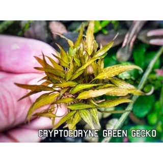 cryptocoryne green gecko แบบกอพุ่มสวย หลายต้นมาก คุ้มสุด