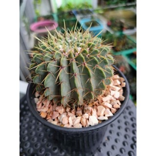 กระบองเพชร แคคตัส โนโตแคคตัส บุยนิงกิอาย Notocactus buiningii เป็นไม้เพาะเมล็ด ขนาดหัวไม้ประมาณ 3 นิ้ว พร้อมส่ง