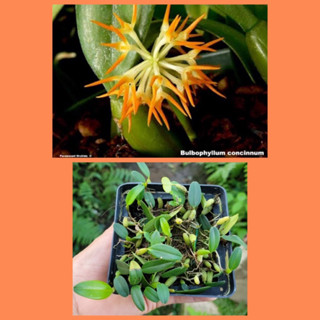 กล้วยไม้ สิงโตนพรัตน์ Bulbophyllum concinnumดอกสีสวย