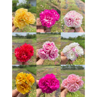 กิ่งแพรเซี่ยงไฮ้ 1 กก แถมครึ่ง กก คุ้มสุดๆได้ถึง 15 สี