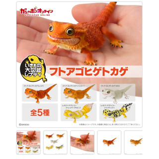 Gashapon กาชาปองญี่ปุ่นแท้💯 ตัวเบี๊ยดดราก้อน Bearded Dragon