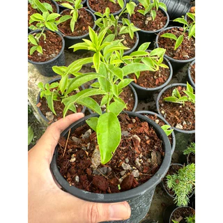 มะนาวเถาว์ Lemon vine ไม้เลื้อยทำซุ้มดอกสวย กินผลได้ตระกูลเบอรี่