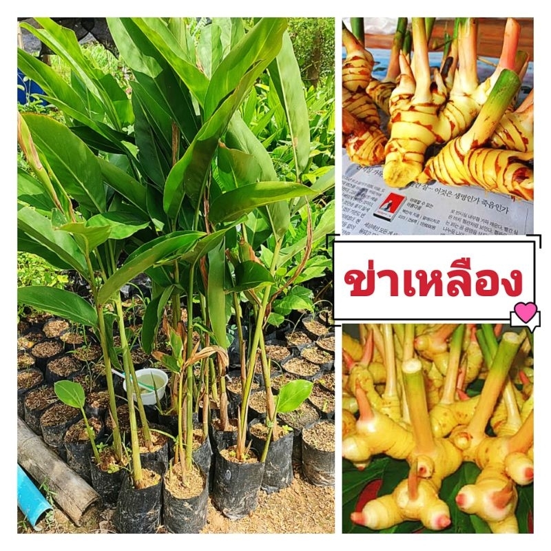 ข่าเหลือง พันธุ์หัวใหญ่ กลิ่นหอมเป็นที่ต้องการของตลาดสูง ต้นพันธุ์ชำถุงพร้อมปลูก สินค้าเสียหายยินดีเคลมฟรี
