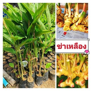 ข่าเหลือง พันธุ์หัวใหญ่ กลิ่นหอมเป็นที่ต้องการของตลาดสูง ต้นพันธุ์ชำถุงพร้อมปลูก สินค้าเสียหายยินดีเคลมฟรี