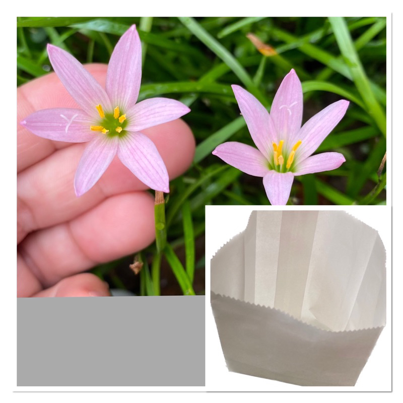 61ศ.หัวดอกบัวดิน ชื่อ Panama ชุด 2 หัว 5 บาท