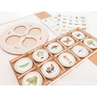 🐣Life cycle Plate🦋 วงจรชีวิต สัตว์+พืช 10 ชนิด montessori toy งานไม้ ไร้เสี้ยน สีจากธรรมชาติ