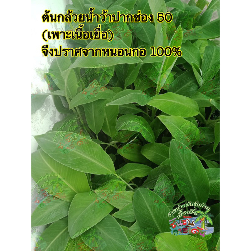 ต้นกล้วยน้ำว้าพันธุ์ปากช่อง 50 เพาะเลี้ยงเนื้อเยื่อ🌿พันธุ์ดี 13-15 หวี🌿ไม่มีหนอนกอ 100%🌿(จำนวน 2 ต้น