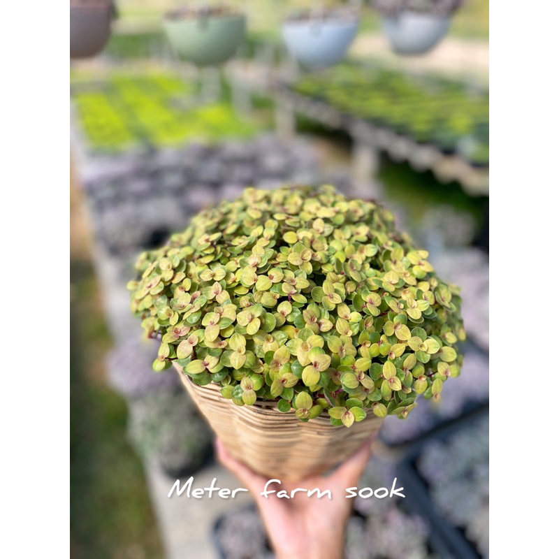 ริบบิ้นชาลีสีทอง กระถาง 8 นิ้ว