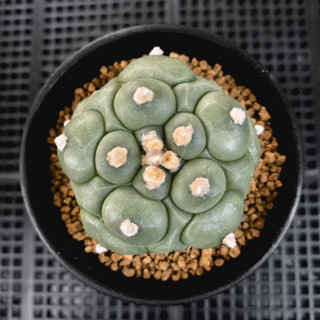 Astrophytum Kikko Fukuryo แอสโตรกิ๊กโกะพูแทรก (ส่งเคาะราก)