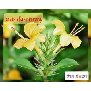 ต้นอังกาบหนู ดอกเหลือง สมุนไพร มากสรรพคุณ กระถาง 6"