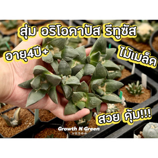 สุ่ม อริโอคาปัส ไม้เมล็ด Ariocarpus retusus แคคตัส ไม้อวบน้ำ อาริโอคาปัส ไม้สะสม