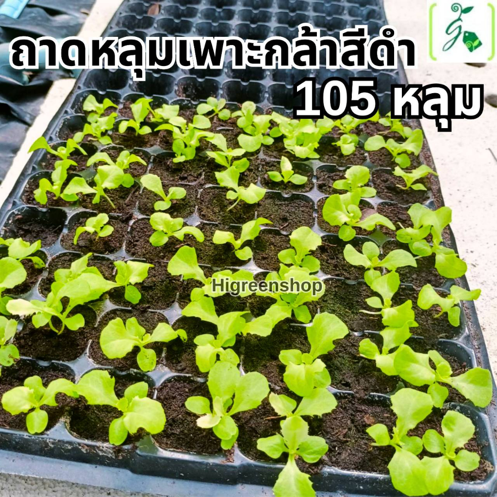 ถาดหลุมเพาะกล้าสีดำ 105 หลุม แพ็ค 2 ถาด
