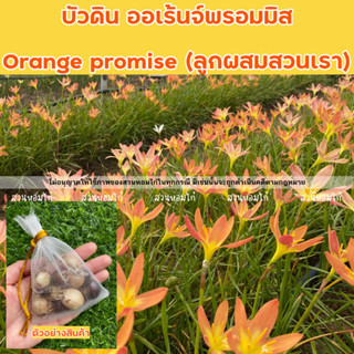 🌷บัวดินสีส้ม Orange promise (ลูกผสมของสวนเรา)