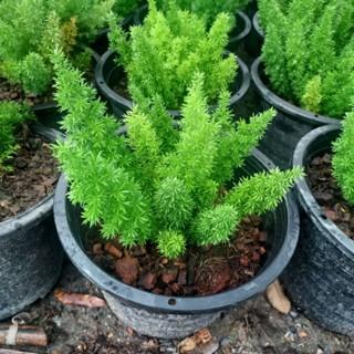 ปริกหางกระรอก (Foxtail Fern)กระถาง11"