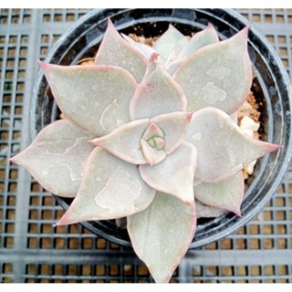 Echeveria madiba ไม้อวบน้ำ กุหลาบหิน กระถาง 3 นิ้ว