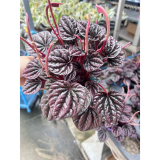 #Peperomia #caperata #‘Red luna’ #เปปเปอร์โรเมียหน้าย่น #เปปเปอร์โรเมียไม้ใฟอกอากาศน่ารักกระถาง6นิ้วแน่น