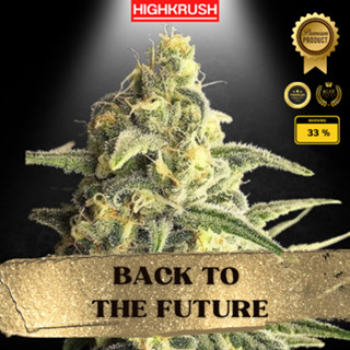 Back To The Future ค่าย Tastebudz Seeds โฟโต้ เพศเมีย ลำต้นแข็งแรงพร้อมลงดิน ต้นชำกัญชา,ต้นโคลนนิ่งกัญชา,ต้นกัญ,ต้นชำ