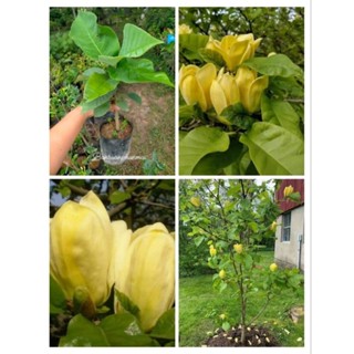 ต้น magnolia yellow bird ดอกสีเหลือง ตระกูลแมกโนเลีย รับประกันสายพันธุ์แท้