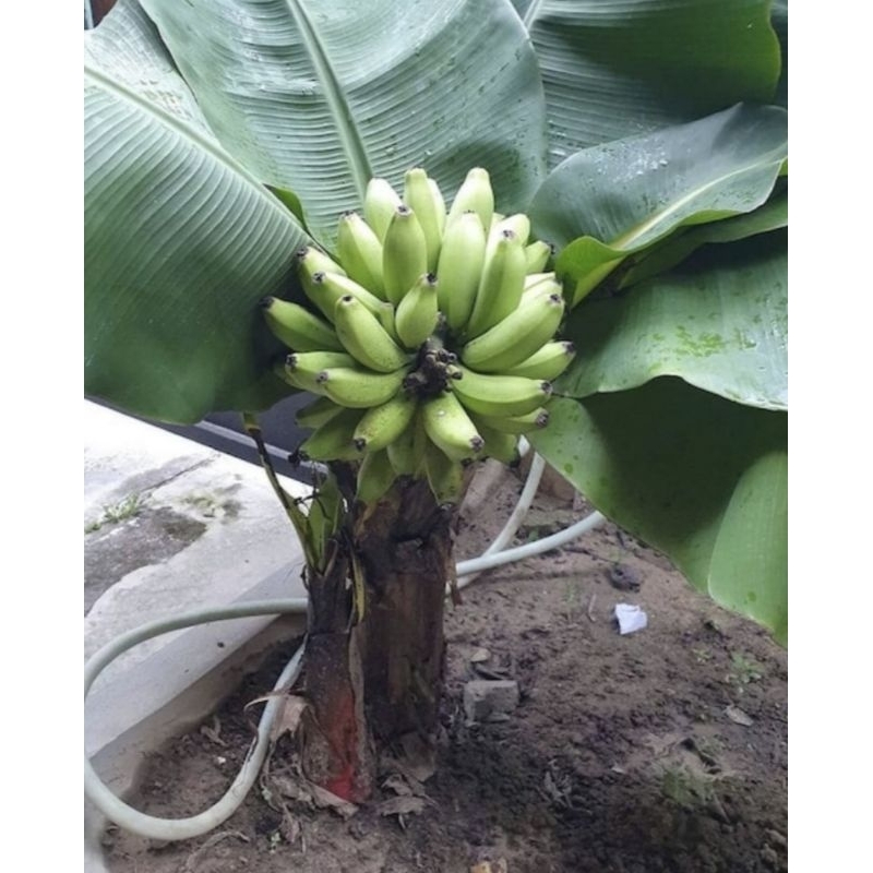 กล้วยหอมแคระ Musa acuminata 'Dwarf Cavendish'