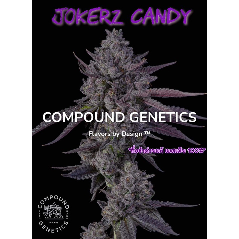 กิ่งชำกัญชาสายพันธุ์นอก ค่าย Compound genetics แท้ 100% เพศเมีย 100% ชื่อสายพันธุ์ Jokerz Candy