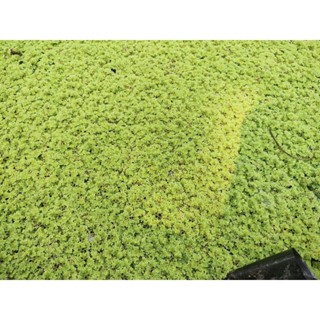 แหนแดงสด  อะซอลล่า ไมโครฟิลล่า (Azolla microphylla