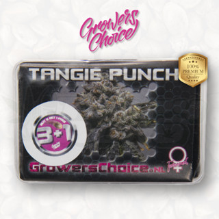 Tangie Punch (Photo) - Growers Choice เมล็ดกัญชา นำเข้าแท้100% เมล็ดเพศเมีย