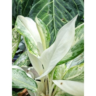 อัพเดต 12.07.66🌿 อโกนีมา โกลเดนเบย์Aglonema golden bay🪴