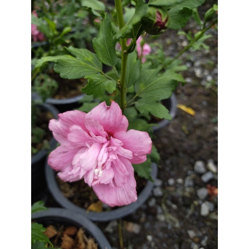 ชบาคาร์เนชั่น ดอกซ้อนสีชมพู  HIBISCUS ROSA-SINENSIS LINN.
