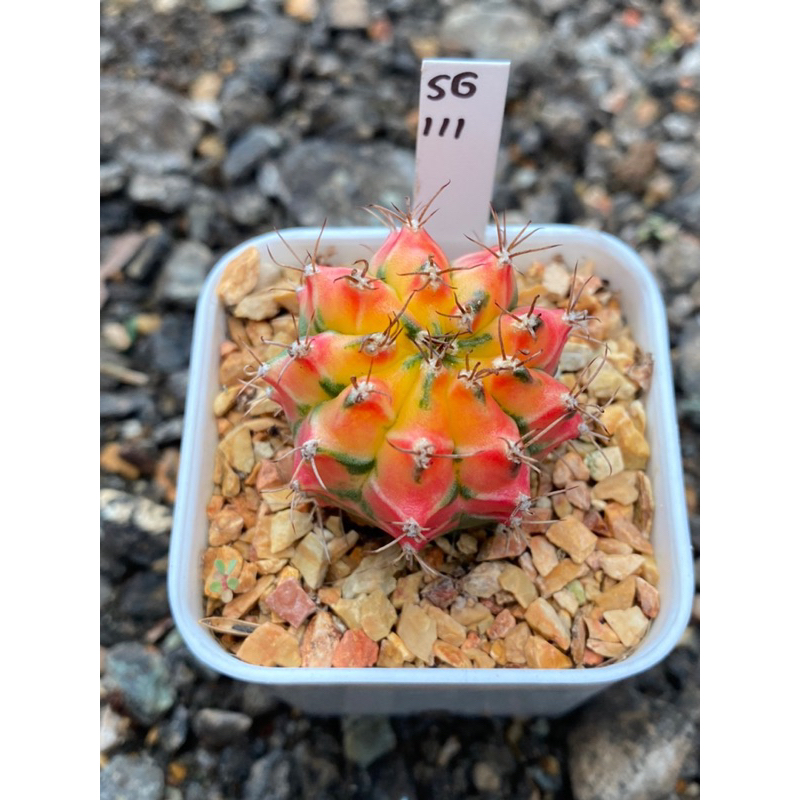 ยิมโนด่าง (ชำหน่อ) GYMNO กระถาง 2 นิ้ว จัดส่งทั้งกระถาง รหัส SG111-120