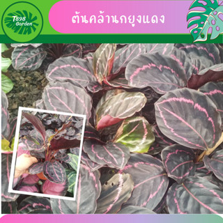 คล้านกยูงแดง  คล้านกยูงเขียว  คล้ามงคล เสริมด้านการงาน การเงิน ความสูง 15-20 เซนติเมตร กระถาง 4 นิ้ว