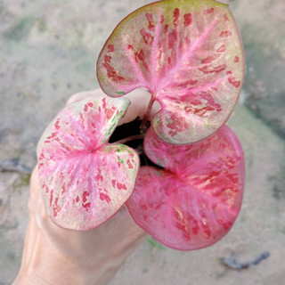 ดวงอัมพร บอนสี Caladium