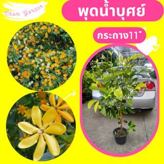 ต้นพุดน้ำบุศย์ ดอกพุด #พุดน้ำบุศย์  กระถาง11"