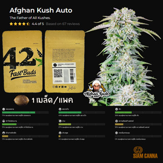 เมล็ดกัญชา Afghan Kush Auto - Fastbuds Pack : 1 seed พร้อมแพ็คเกจค่าย เมล็ดกัญชาออโต้