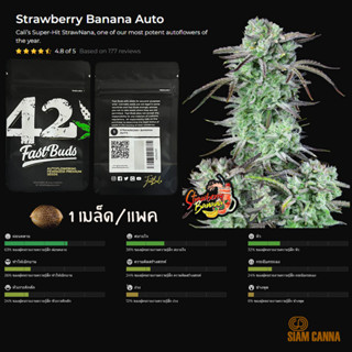 เมล็ดกัญชา Strawberry Banana Auto - Fastbuds Pack : 1 seed พร้อมแพ็คเกจค่าย เมล็ดกัญชาออโต้