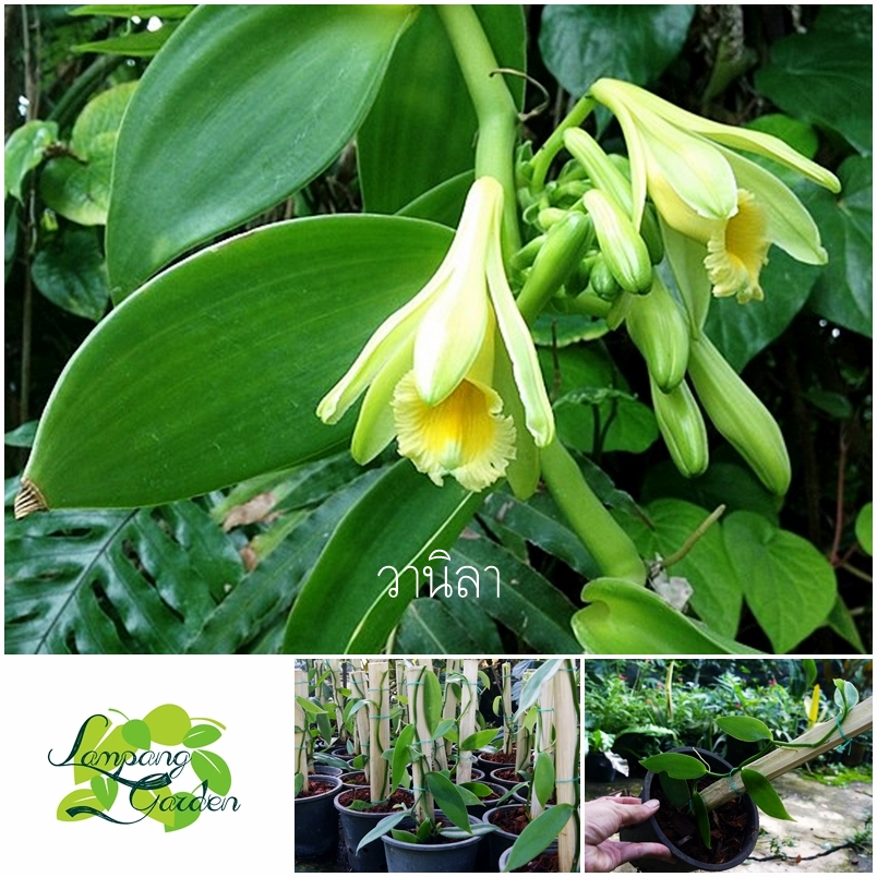 👑ต้นวานิลา Vanilla (Vanilla Planifclia Variegata)  วานิลา ไม้เลื้อยคลุมดิน ไม้แต่งสวน👑