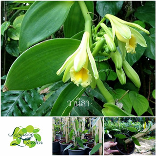 👑ต้นวานิลา Vanilla (Vanilla Planifclia Variegata)  วานิลา ไม้ฟอกอากาศไม้คลุมดิน ไม้เลื้อย ไม้แต่งสวน👑