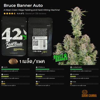 เมล็ดกัญชา Bruce Banner Auto - Fastbuds Pack : 1 seed พร้อมแพ็คเกจค่าย เมล็ดกัญชาออโต้