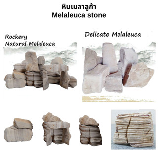 หินเมลาลูก้า สีขาวครีม "ก้อนใหญ่" Melaleuca stone ตกแต่งตู้ปลา ตู้ไม้น้ำ แต่งสวน น้ำตก สวนถาด #หินตู้ปลา #หินตู้ไม้น้ำ