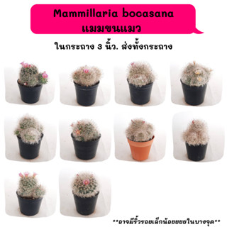 MT040 Mammillaria bocasana  แมมขนแมว ฟอร์มกอ  ไม้เมล็ด Cactus กระบองเพชร พืชอวบน้ำ พืชทะเลทราย ตะบองเพชร