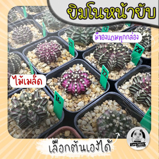 ยิมโนหน้ายับ (เลือกต้นได้) ไม้เมล็ด ลูก Trex/Tluk ( ต้นกระบองเพชร Gymnocalycium )  Set G🌵ต้นแคคตัส❤️