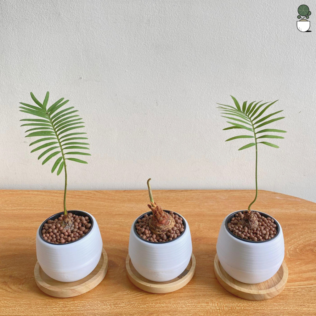ต้นปรงป่า Cycad ไม้โขดต้นปรง จัดส่งเป็นหัว สำหรับคนรักไม้โขด ตกแต่งสวน แบบมินิมอล  โต๊ะทำงาน ร้านคาเฟ่ ไม้ปรง รูปที่ 5