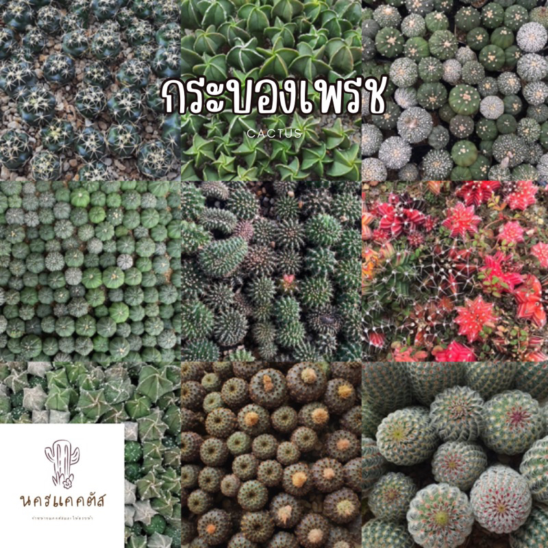 รวมกระบองเพชรและไม้อวบน้ำ หลายสายพันธุ์ ส่งล้างราก กุหลาบหิน