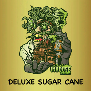 กิ่งชำ กิ่งชำค่าย ต้นโคลน (Clones) Deluxe Sugar Cane ค่าย In House Genetics (ค่ายแท้ 100% เพศเมีย เลี้ยงในระบบปิด)