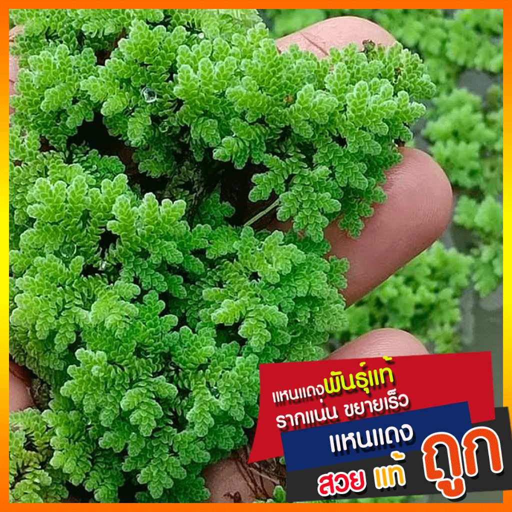 แหนแดงแม่พันธุ์ Azolla microphylla เกรดA ราคาถูก 1 กิโล 35 บาท