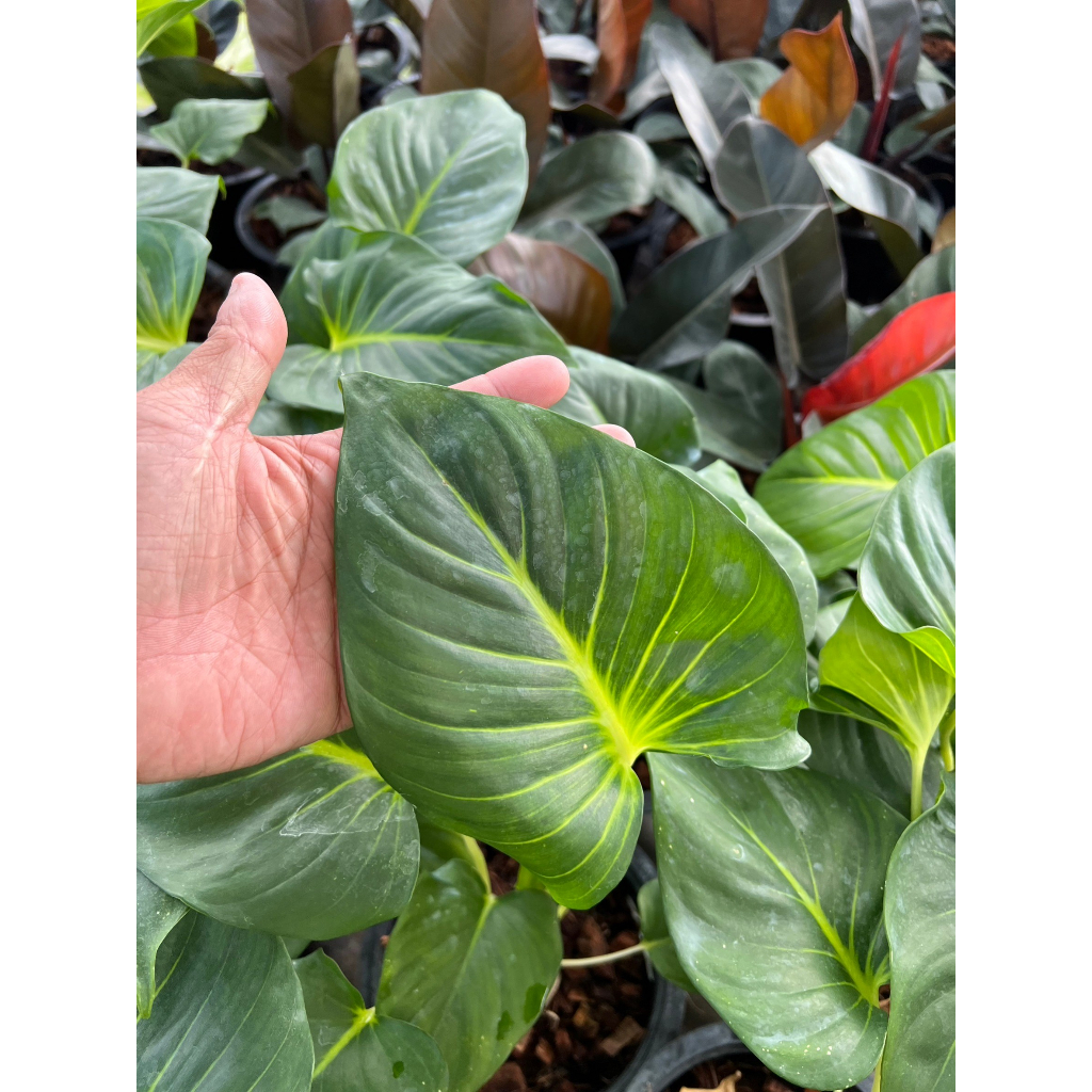 มุมมอง 6